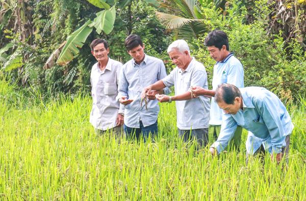 Xã Cái Ngang tập trung hiện đại hóa nông nghiệp theo hướng xanh, sạch, an toàn, hiệu quả.


