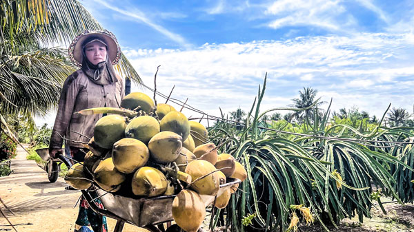 Nắng nóng khiến nhu cầu tiêu thụ nước giải khát từ dừa tăng cao.

