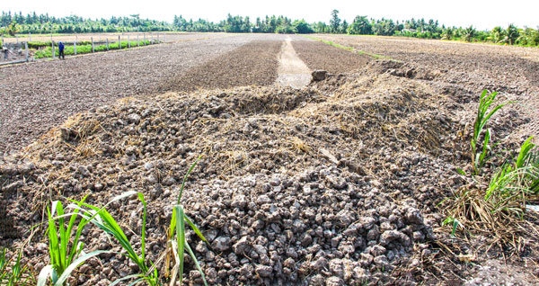 Tình trạng di chuyển đất mặt ra khỏi đồng ruộng sau thu hoạch diễn ra phổ biến.

