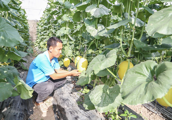Vườn dưa lưới chuẩn bị thu hoạch của anh Trần Chan Thi.

