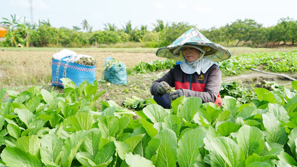 Nông dân tích cực chăm sóc rau màu.

