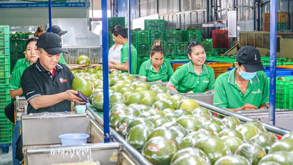 Nông sản ngày càng được chú trọng nâng cao chất lượng, hoàn thiện bao bì, nhãn mác để đáp ứng yêu cầu của hệ thống bán lẻ hiện đại.

