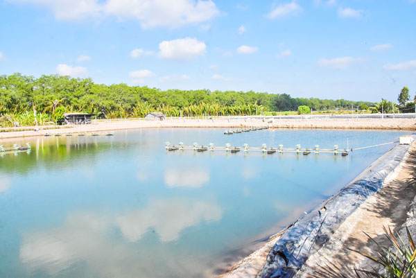 Người dân xã Hòa Minh cải tạo ao hồ, chuẩn bị thả nuôi tôm công nghiệp trong tháng 5/2026.

