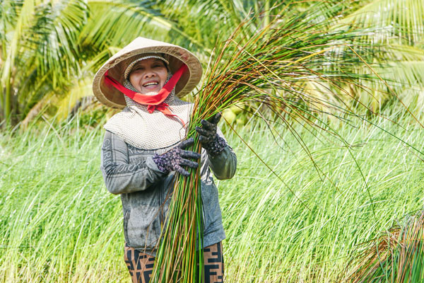 Người dân xã Trung Ngãi thu hoạch lác trong niềm phấn khởi khi giá bán tăng cao, đầu ra ổn định.

Ảnh: THẢO TIÊN

