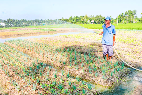 Nông dân Trần Văn Trúc trồng các loại rau màu ngắn ngày cho thu nhập cao.