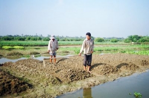 Trồng rau, nghề “ăn chắc, mặc bền”?
