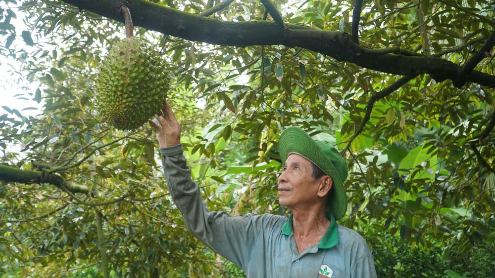 Nhà vườn trồng sầu riêng kỳ vọng đầu ra của trái sầu riêng sẽ thuận lợi hơn cho thị trường trong nước và xuất khẩu.

