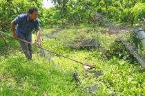 Nuôi thủy sản trong mương vườn tăng thu nhập