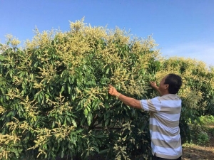Phát triển kinh tế xanh 
và bảo vệ môi trường