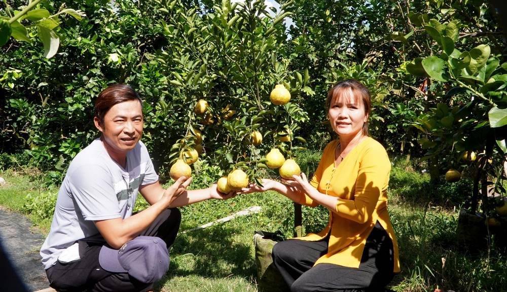 Giống cam mới của anh Lê Vĩnh Thọ lai tạo được nhiều người thích thú.
