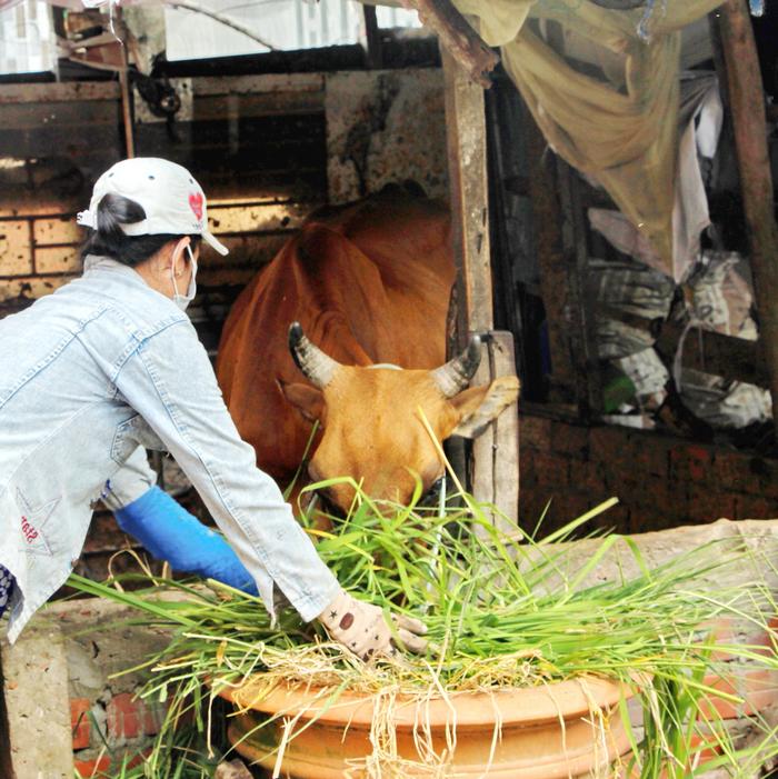 Người nuôi bò gặp khó do giá bò thịt giảm.