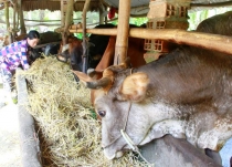 Người nuôi bò gặp khó