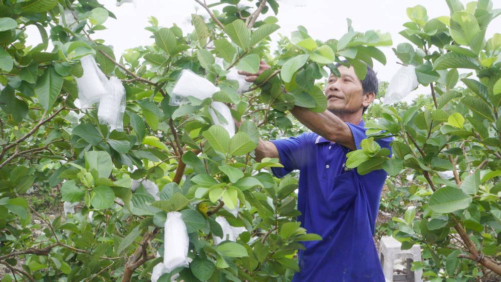 Nông dân có thu nhập ổn định từ trồng ổi.

