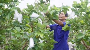 Thu nhập ổn định nhờ trồng ổi