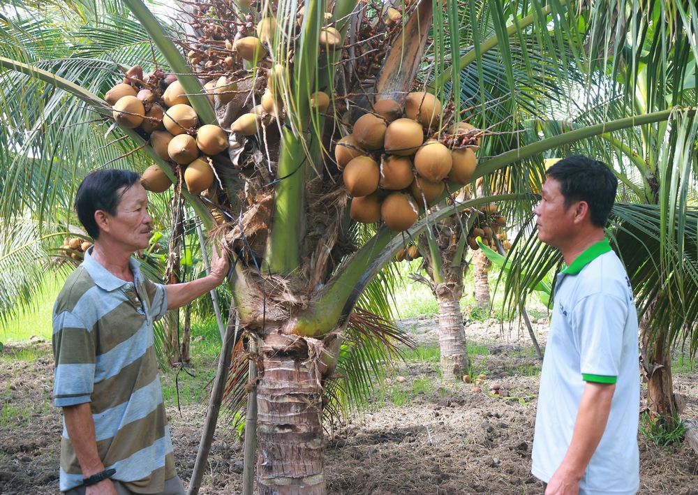 Khắc sâu lời Bác về phát triển nông nghiệp, mô hình trồng dừa hữu cơ mang lại thu nhập khá cho nhiều người dân xã Trung Nghĩa (huyện Vũng Liêm).