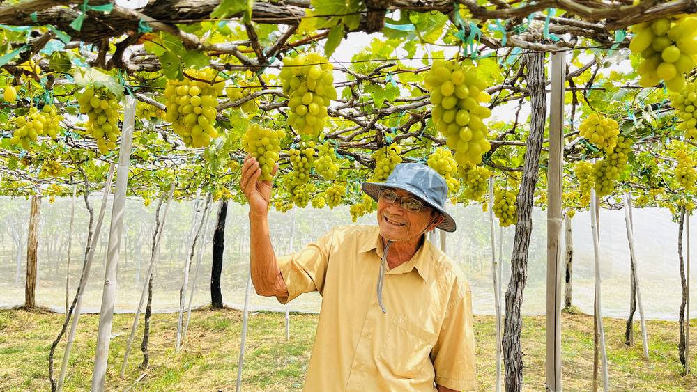 Ông Ba Mọi trong vườn nho xanh đang cho thu hoạch.
