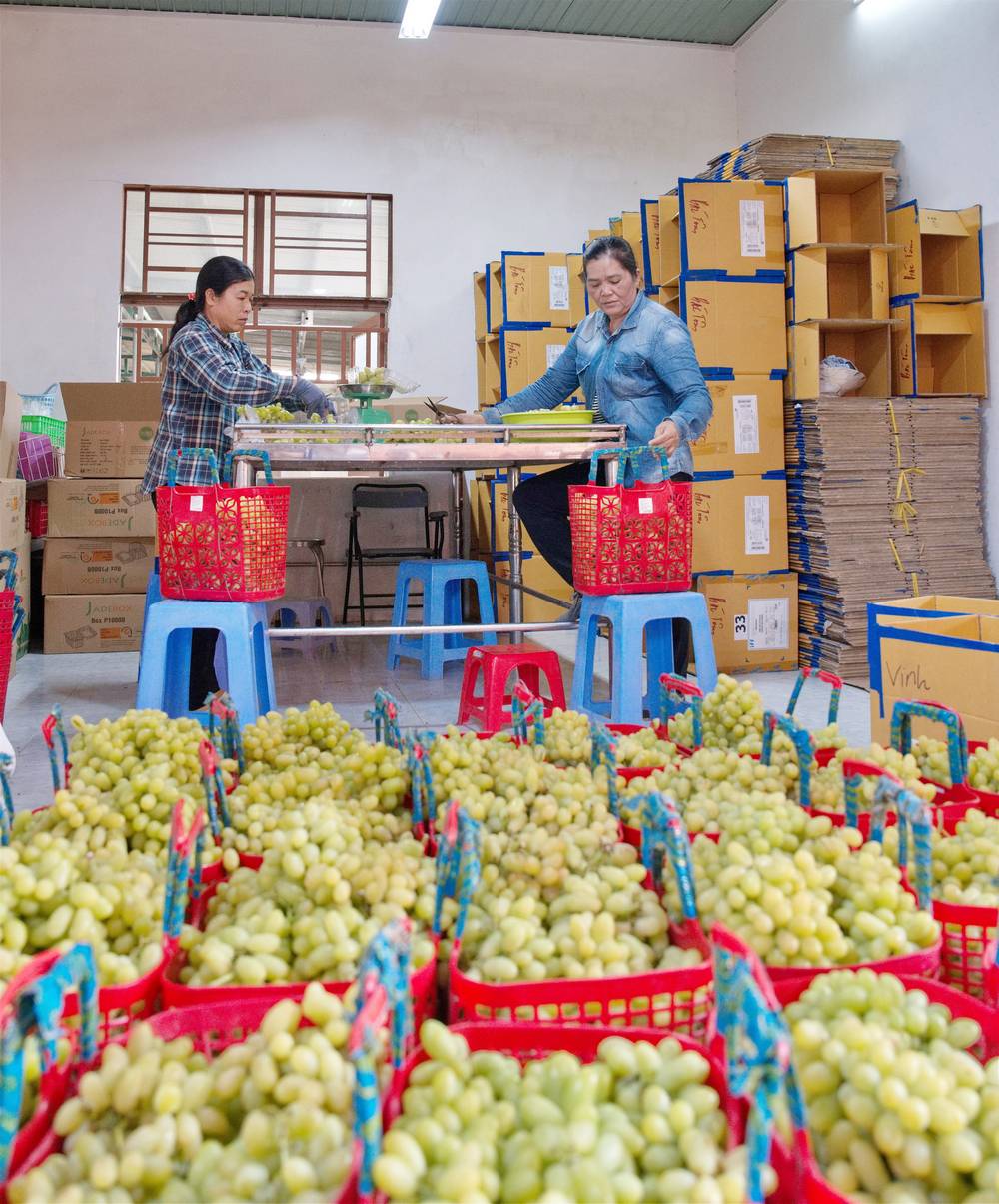 Nho trồng tại trang trại nho Ba Mọi được thu hoạch và sơ chế, đóng thùng.

