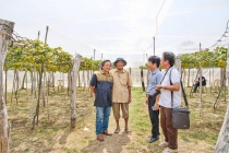 Giữa nắng gió Ninh Phước, vào vườn nho Ba Mọi 