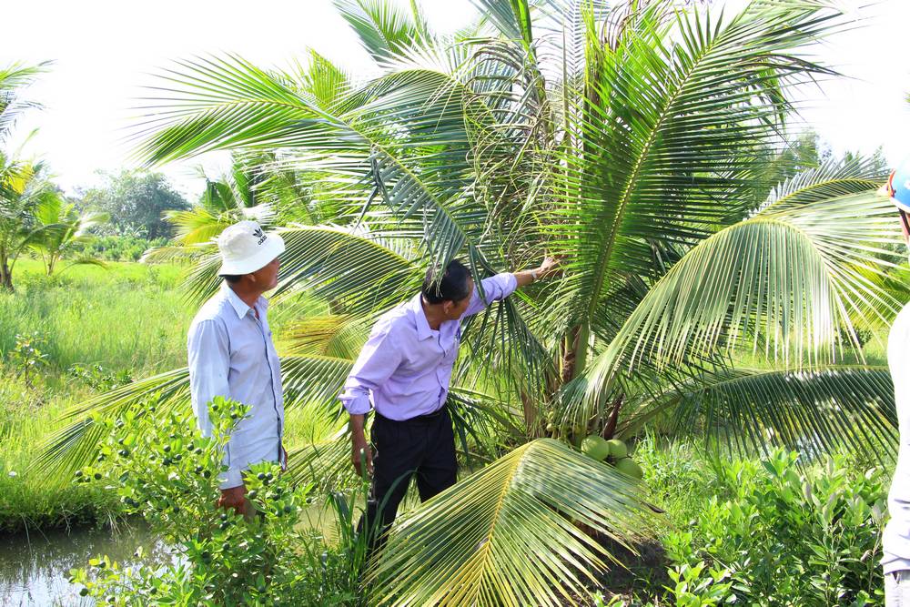 Người dân cần thăm vườn thường xuyên để kịp thời phát hiện sâu bệnh trên dừa. 
