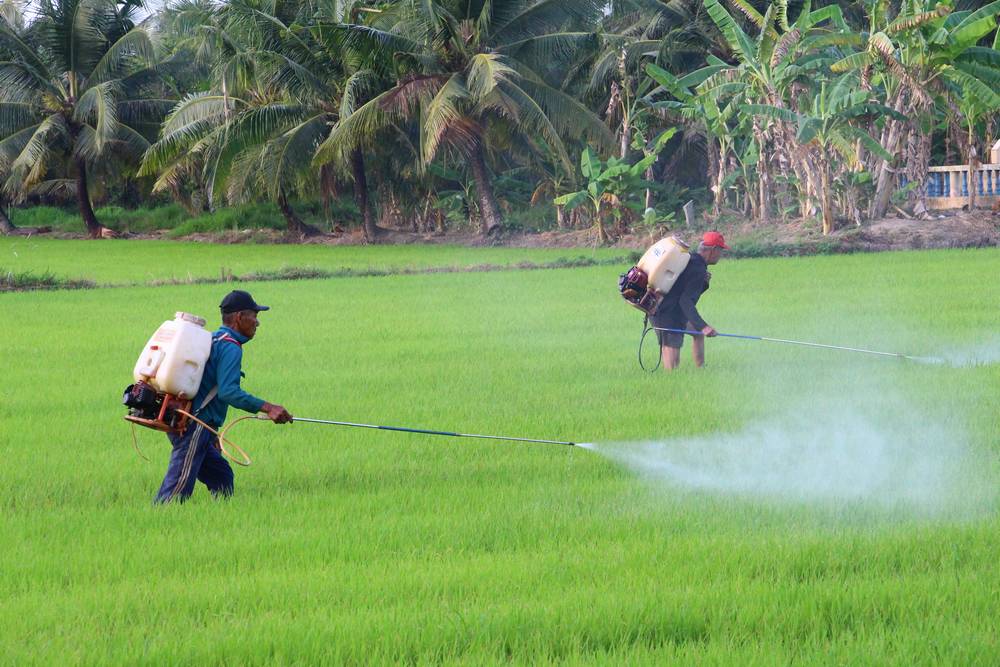 Nông dân cần thăm đồng thường xuyên để phòng trừ bệnh trên lúa kịp thời.