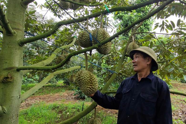 Nông dân vui mừng khi có hơn 800 mã vùng trồng sầu riêng được Trung Quốc phê duyệt (Ảnh: Uy Nguyễn).

