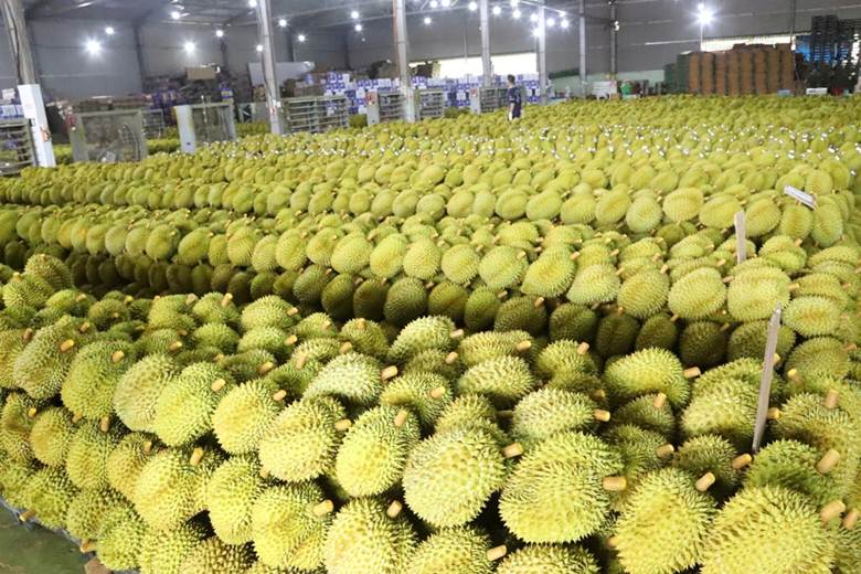 Sầu riêng tại Đắk Lắk được kiểm tra định kỳ, kiểm tra đột xuất trong các quy trình sản xuất (Ảnh: Uy Nguyễn).

