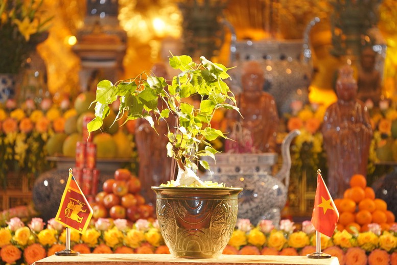 Năm 2023, Sri Lanka vinh dự trao tặng một cây con của cây Bồ đề thiêng Jaya Sri Maha Bodhi cho chùa Bái Đính, Việt Nam. Cây Bồ đề trở thành biểu tượng sống động cho truyền thống Phật giáo chung, nền tảng quan trọng gắn kết Việt Nam và Sri Lanka