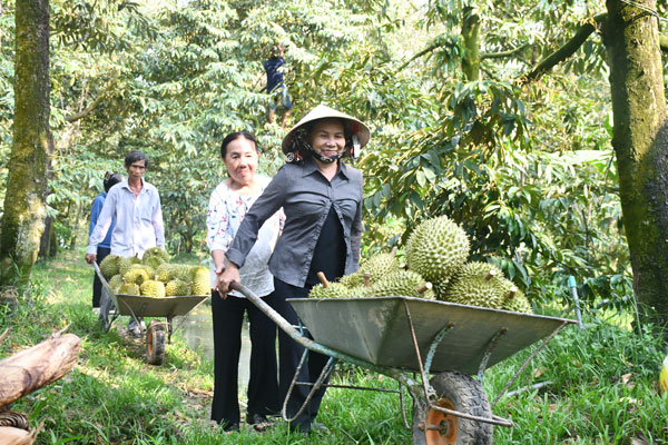 Nhà vườn Tân Phú thu hoạch sầu riêng vụ sớm.

