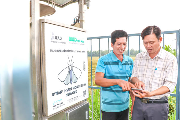 Nông dân xã Tiểu Cần giám sát côn trùng trên đồng ruộng bằng điện thoại thông minh.

