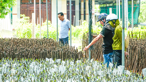 Nhà vườn tất bật chuẩn bị nguồn cung phục vụ nhu cầu thị trường.

