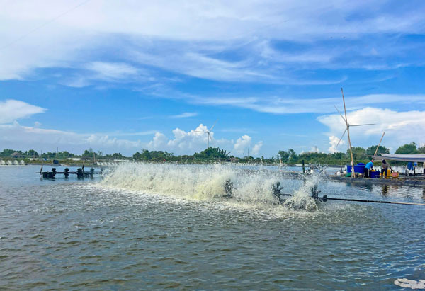 Ngành tôm đang đối mặt nhiều thách thức.

