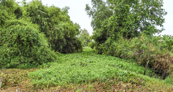 Lục bình xâm lấn kín kênh nội đồng cần được trục vớt để khai thông dòng chảy. Trong ảnh: Kênh ở xã Phong Thạnh.
Ảnh:
TRUNG CHÁNH