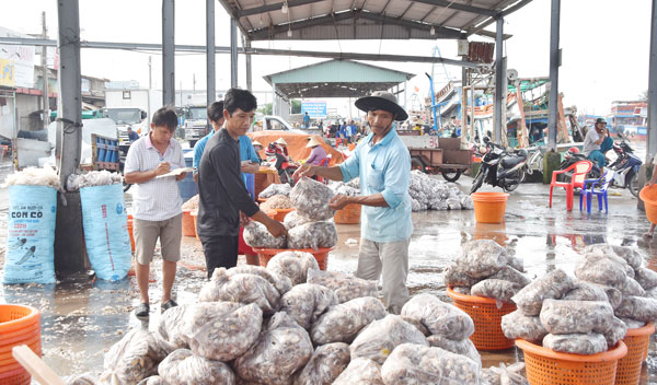 Cảng cá Định An. Ảnh: Mỹ Nhân

