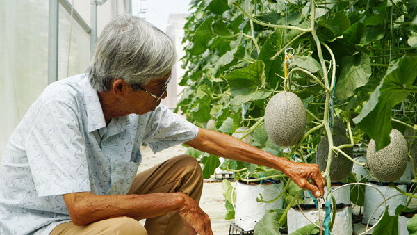 Nhiều nhà vườn chuyển đổi cơ cấu cây trồng sang các loại cây ăn trái có giá trị kinh tế cao, góp phần nâng cao thu nhập. Ảnh: THẢO LY

