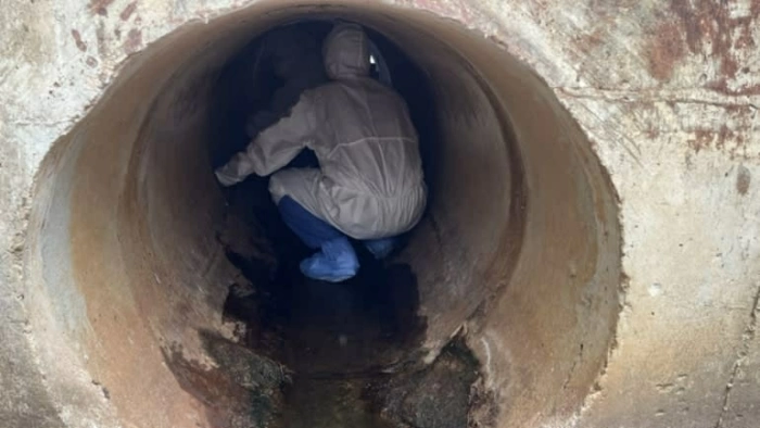 Thái Lan phát hiện virus corona chủng mới trên dơi móng ngựa