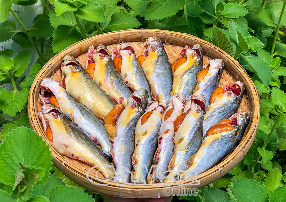 Cá chốt sống tự nhiên trong vuông tôm, kênh rạch, sông mùa nước lợ, ăn tạp các loài tôm, cá nhỏ nên thịt dai, ngọt, thơm, béo, vào mùa sinh sản nên trứng cá đầy bụng.