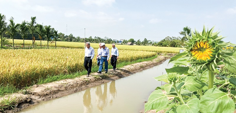 Cánh đồng mẫu lúa ST của Anh Hùng Lao động Hồ Quang Cua.