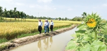 Cơm gạo thắt lại những mối dây 