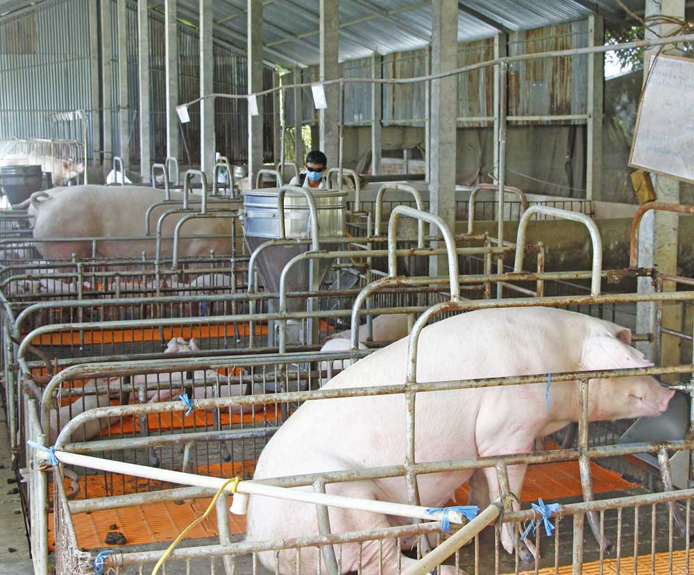 Người chăn nuôi heo cần tuân thủ biện pháp phòng chống dịch bệnh, áp dụng chăn nuôi an toàn sinh học.