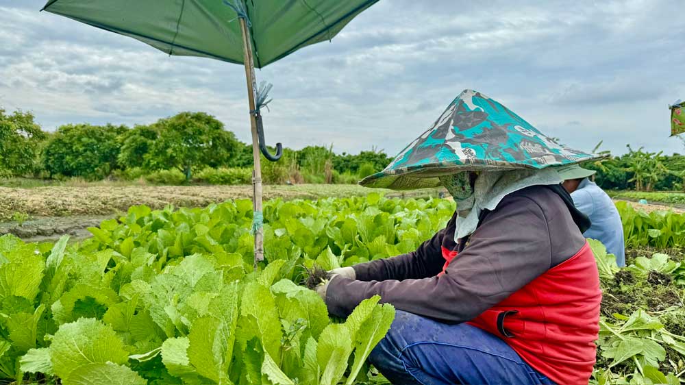 Chăm sóc rau màu an toàn trong mùa mưa