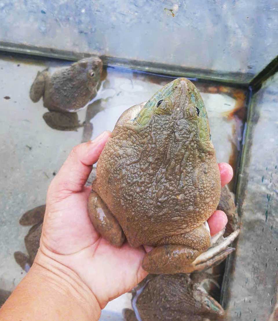 Mô hình nuôi ếch đang mang lại thu nhập khá cho nông hộ. 

