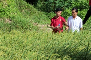 Đẩy mạnh hoạt động khuyến nông, hỗ trợ nông dân