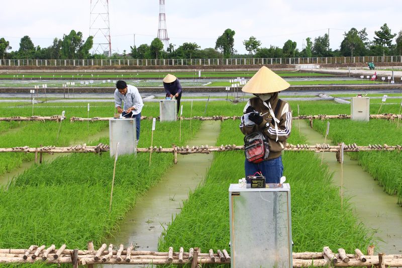 Viện Lúa ĐBSCL nghiên cứu chọn tạo ra những giống lúa đạt tiêu chí về năng suất, chất lượng gạo và còn có khả năng phát thải thấp.

