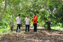 Lợi nhuận khá nhờ chôm chôm vụ trễ