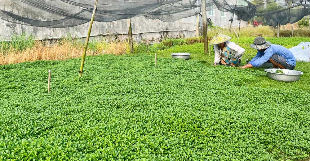 Hỗ trợ truy xuất nguồn gốc điện tử cho 8 sản phẩm tại 9 xã. Bên cạnh, tập huấn thực hiện chuyển đổi số trong xây dựng NTM cho các HTX, doanh nghiệp, tổ hợp tác… Đồng thời, thực hiện chuyển đổi số trong xây dựng NTM, hướng tới NTM thông minh: hỗ trợ 8 mô hình (2 hộ ở xã Mỹ Lộc, huyện Tam Bình và 6 hộ ở xã Thuận An, TX Bình Minh).