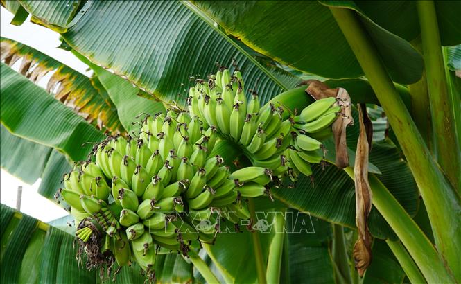 Bên cạnh chuối xiêm là giống cây trồng phổ biến, nhiều nông dân ở Kiên Giang còn trồng chuối sáp, chuối xiêm lùn, chuối già Nam Mỹ (ảnh tư liệu).