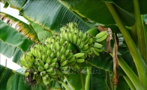 Biến phế phẩm từ cây chuối U Minh Thượng thành đồ mỹ nghệ