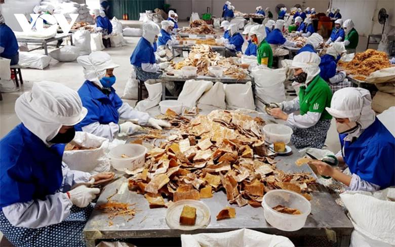 
DNNVV hàng năm tạo việc làm và thu nhập cho hơn 50% người lao động
