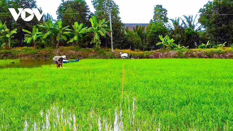 
Năm nay tỉnh Cà Mau đưa ra kế hoạch trồng 116.000ha lúa