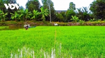 Cà Mau sẽ sản xuất hơn 1.100ha lúa phát thải thấp